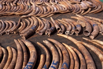 Elephant Tusks From Poaching